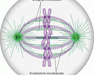 Iva’s invited review in European Biophysical Journal is out!