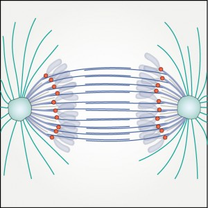 Anaphase review