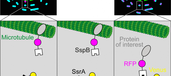 Our new Methods paper is out!