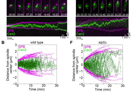 Paper on metaphase kinetochore movements is out!