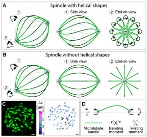 biomolecules-09-00132-g005-550