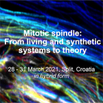 mitotic spindle