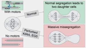 Spindle elongation in human cells is powered by joint activity of kinesin-5 and kinesin-4. Without spindle elongation, chromosome segregation often fails, demonstrating its role in successful cell division.