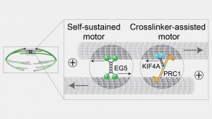 We propose that two mechanistically distinct sliding modules, one based on a self-sustained and the other on a crosslinker-assisted motor, power the mechanism of spindle elongation in human cells.
