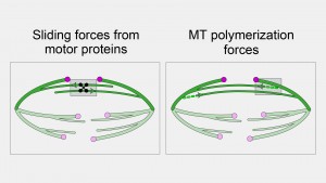 Anaphase - 2