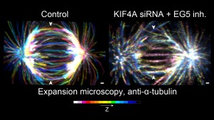 Anaphase - 7
