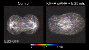 Or is it something related to astral microtubules? This is also unlikely because combined disruption of KIF4A and EG5 does not change the number or dynamics of EB3 comets.