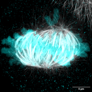 MAX_12042024 RPE1 H2B CENT-488 CONF TUB-594 STED bipolar-1
