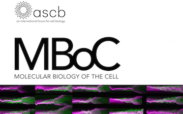 Our paper is featured on the cover of MBoC